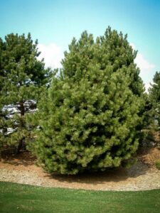 Сосна Чёрная (Pinus Nigra) купить по цене от 270.00р. в интернет-магазине «Посадика» с доставкой почтой в в Казани и по всей России – [изображение №1].