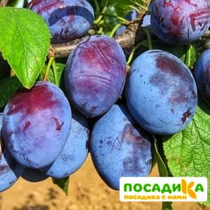 Слива Чачакская ранняя купить по цене от 229.00р. в интернет-магазине «Посадика» с доставкой почтой в в Казани и по всей России – [изображение №1].