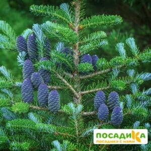 Пихта корейская (Abies koreana) купить по цене от 450.00р. в интернет-магазине «Посадика» с доставкой почтой в в Казани и по всей России – [изображение №1].