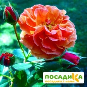 Роза Арабия купить по цене от 350.00р. в интернет-магазине «Посадика» с доставкой почтой в в Казани и по всей России – [изображение №1].