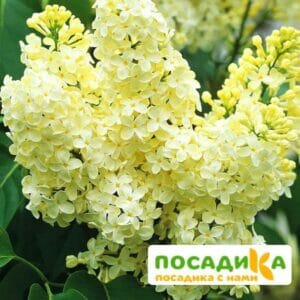 Сирень Примроуз (Primrose) купить по цене от 529.00р. в интернет-магазине «Посадика» с доставкой почтой в в Казани и по всей России – [изображение №1].