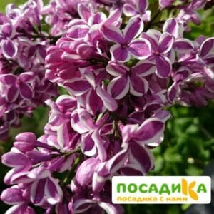 Сирень Сенсация купить по цене от 529.00р. в интернет-магазине «Посадика» с доставкой почтой в в Казани и по всей России – [изображение №1].