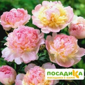 Пион Распберри Сандей (Paeonia Raspberry Sundae) купить по цене от 959р. в интернет-магазине «Посадика» с доставкой почтой в в Казани и по всей России – [изображение №1].