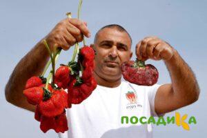 Клубника Гигант Джорнея купить по цене от 266р. в интернет-магазине «Посадика» с доставкой почтой в в Казани и по всей России – [изображение №1].