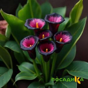 Калла Аура Лейс купить по цене от 400р. в интернет-магазине «Посадика» с доставкой почтой в в Казани и по всей России – [изображение №1].