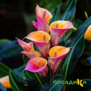 Калла Оникс купить по цене от 450р. в интернет-магазине «Посадика» с доставкой почтой в в Казани и по всей России – [изображение №1].