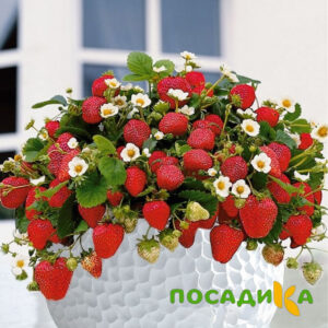 Клубника Рубиновый Шепот (горшечная) купить по цене от 240р. в интернет-магазине «Посадика» с доставкой почтой в в Казани и по всей России – [изображение №1].