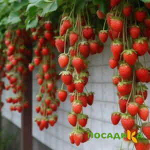 Клубника вьющаяся Комплимент купить по цене от 470р. в интернет-магазине «Посадика» с доставкой почтой в в Казани и по всей России – [изображение №1].