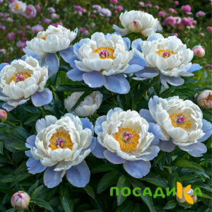 Пион акварельный Этюд купить по цене от 806р. в интернет-магазине «Посадика» с доставкой почтой в в Казани и по всей России – [изображение №1].