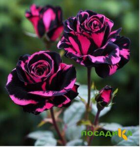 Роза Багровый Шепот купить по цене от 366р. в интернет-магазине «Посадика» с доставкой почтой в в Казани и по всей России – [изображение №1].