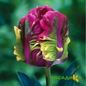Тюльпан Экзотик Хэвен купить по цене от 186р. в интернет-магазине «Посадика» с доставкой почтой в в Казани и по всей России – [изображение №1].