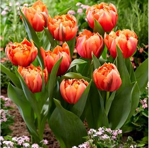 Тюльпан Гудошник Дабл купить по цене от 185р. в интернет-магазине «Посадика» с доставкой почтой в в Казани и по всей России – [изображение №1].