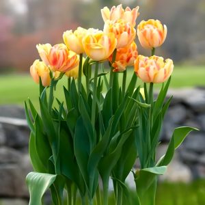 Тюльпан Верона Санрайз купить по цене от 280р. в интернет-магазине «Посадика» с доставкой почтой в в Казани и по всей России – [изображение №1].