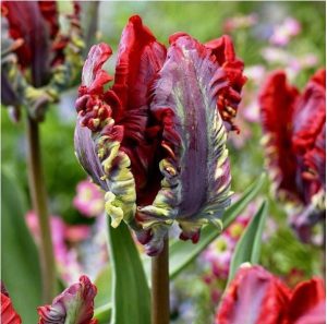 Тюльпан Рококо купить по цене от 350р. в интернет-магазине «Посадика» с доставкой почтой в в Казани и по всей России – [изображение №1].