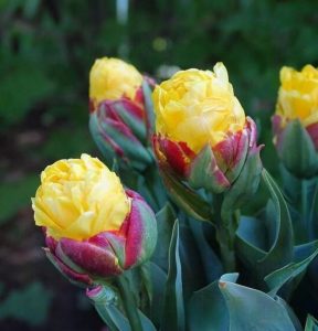 Тюльпан Айс Крим Банана купить по цене от 360р. в интернет-магазине «Посадика» с доставкой почтой в в Казани и по всей России – [изображение №1].