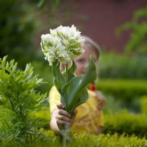 Тюльпан Супер Пэррот купить по цене от 360р. в интернет-магазине «Посадика» с доставкой почтой в в Казани и по всей России – [изображение №1].