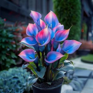 Калла Импрессия купить по цене от 590р. в интернет-магазине «Посадика» с доставкой почтой в в Казани и по всей России – [изображение №1].