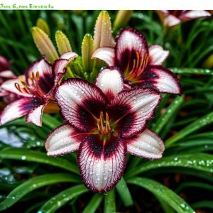 Лилейник Крим Сикл купить по цене от 799р. в интернет-магазине «Посадика» с доставкой почтой в в Казани и по всей России – [изображение №1].