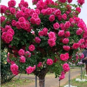 Роза Версаля купить по цене от 232р. в интернет-магазине «Посадика» с доставкой почтой в в Казани и по всей России – [изображение №1].