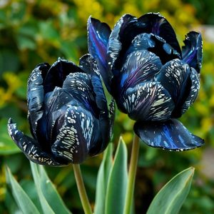 Тюльпан Блю Фог купить по цене от 500р. в интернет-магазине «Посадика» с доставкой почтой в в Казани и по всей России – [изображение №1].