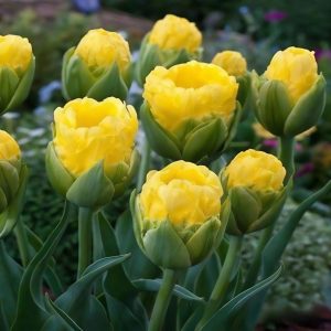 Тюльпан махровый Ванила Коп купить по цене от 159р. в интернет-магазине «Посадика» с доставкой почтой в в Казани и по всей России – [изображение №1].