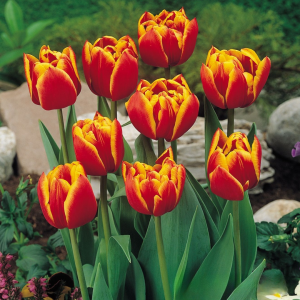 Тюльпан Блэк Фаер купить по цене от 275р. в интернет-магазине «Посадика» с доставкой почтой в в Казани и по всей России – [изображение №1].