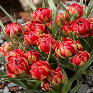 Тюльпан Ап Пинк купить по цене от 390р. в интернет-магазине «Посадика» с доставкой почтой в в Казани и по всей России – [изображение №1].