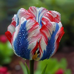 Тюльпан Ремс Сенсейшн купить по цене от 219р. в интернет-магазине «Посадика» с доставкой почтой в в Казани и по всей России – [изображение №1].