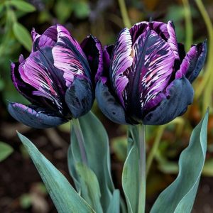 Тюльпан Блэк Каньон купить по цене от 305р. в интернет-магазине «Посадика» с доставкой почтой в в Казани и по всей России – [изображение №1].