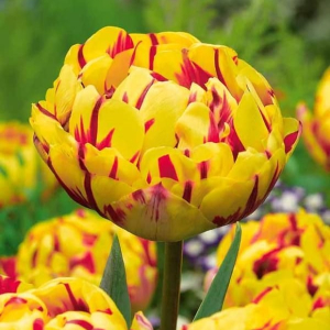 Тюльпан махровый Голден Ницц купить по цене от 361р. в интернет-магазине «Посадика» с доставкой почтой в в Казани и по всей России – [изображение №1].
