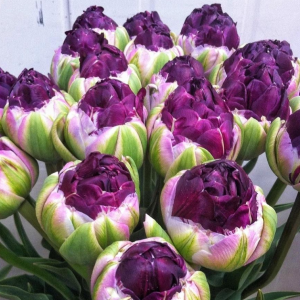 Тюльпан Анаконда купить по цене от 450р. в интернет-магазине «Посадика» с доставкой почтой в в Казани и по всей России – [изображение №1].