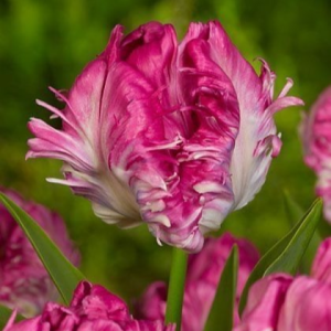 Тюльпан махровый Кул Кристал купить по цене от 400р. в интернет-магазине «Посадика» с доставкой почтой в в Казани и по всей России – [изображение №1].