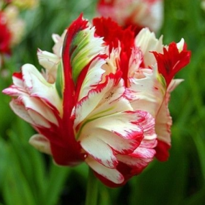 Тюльпан Эстелла Рижнвельд купить по цене от 500р. в интернет-магазине «Посадика» с доставкой почтой в в Казани и по всей России – [изображение №1].