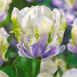 Тюльпан Уайт Лизарт купить по цене от 360р. в интернет-магазине «Посадика» с доставкой почтой в в Казани и по всей России – [изображение №1].