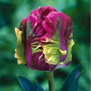 Тюльпан Экзотик Хэвен купить по цене от 186р. в интернет-магазине «Посадика» с доставкой почтой в в Казани и по всей России – [изображение №1].