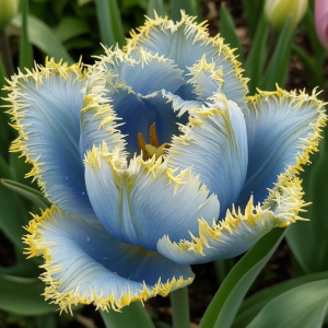 Тюльпан Махровый Амплуа купить по цене от 199р. в интернет-магазине «Посадика» с доставкой почтой в в Казани и по всей России – [изображение №1].