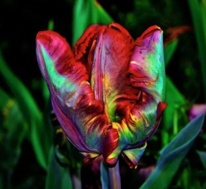 Тюльпан Эирпрайз купить по цене от 270р. в интернет-магазине «Посадика» с доставкой почтой в в Казани и по всей России – [изображение №1].